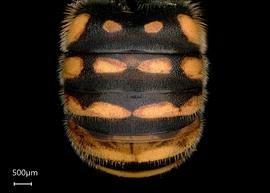   Anthidium aztecum nbsp;male abdomen, photo: Tevan Brady 
